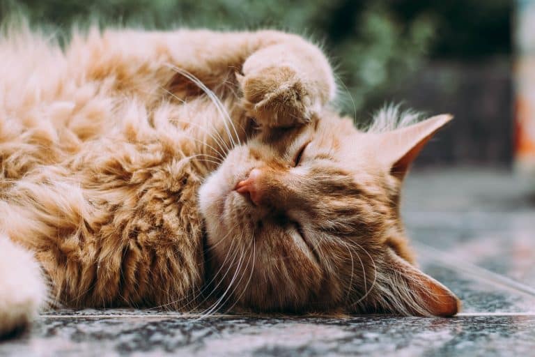 Chat se prélassant sur un tapis