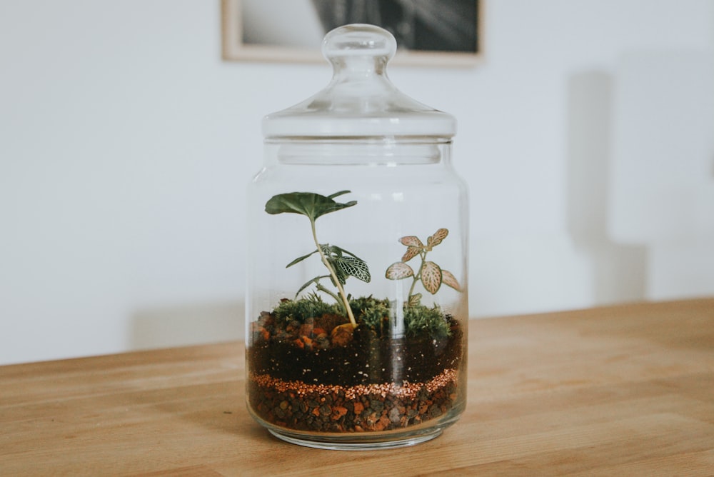 terrarium, bocal en verre avec une plante à l'intérieur