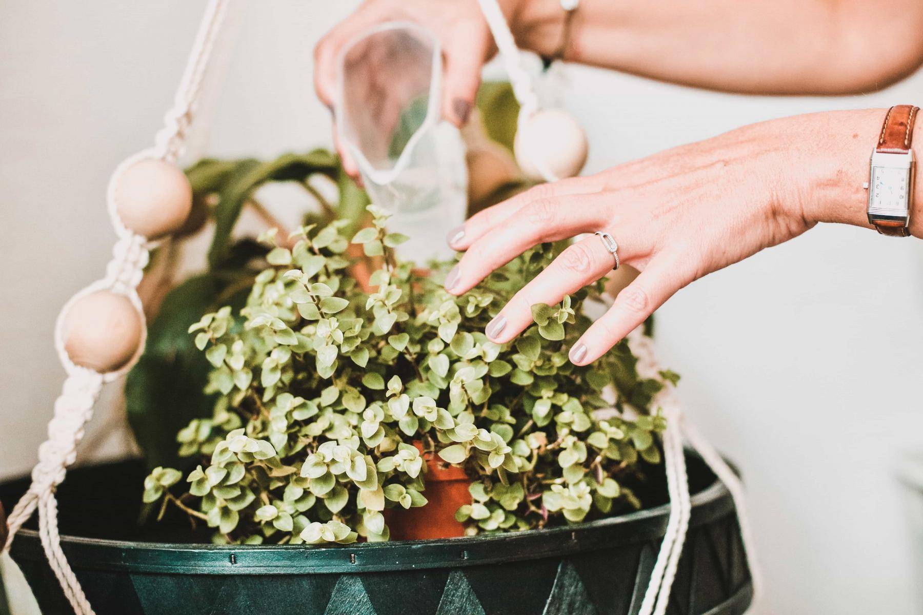 plantes d'intérieur