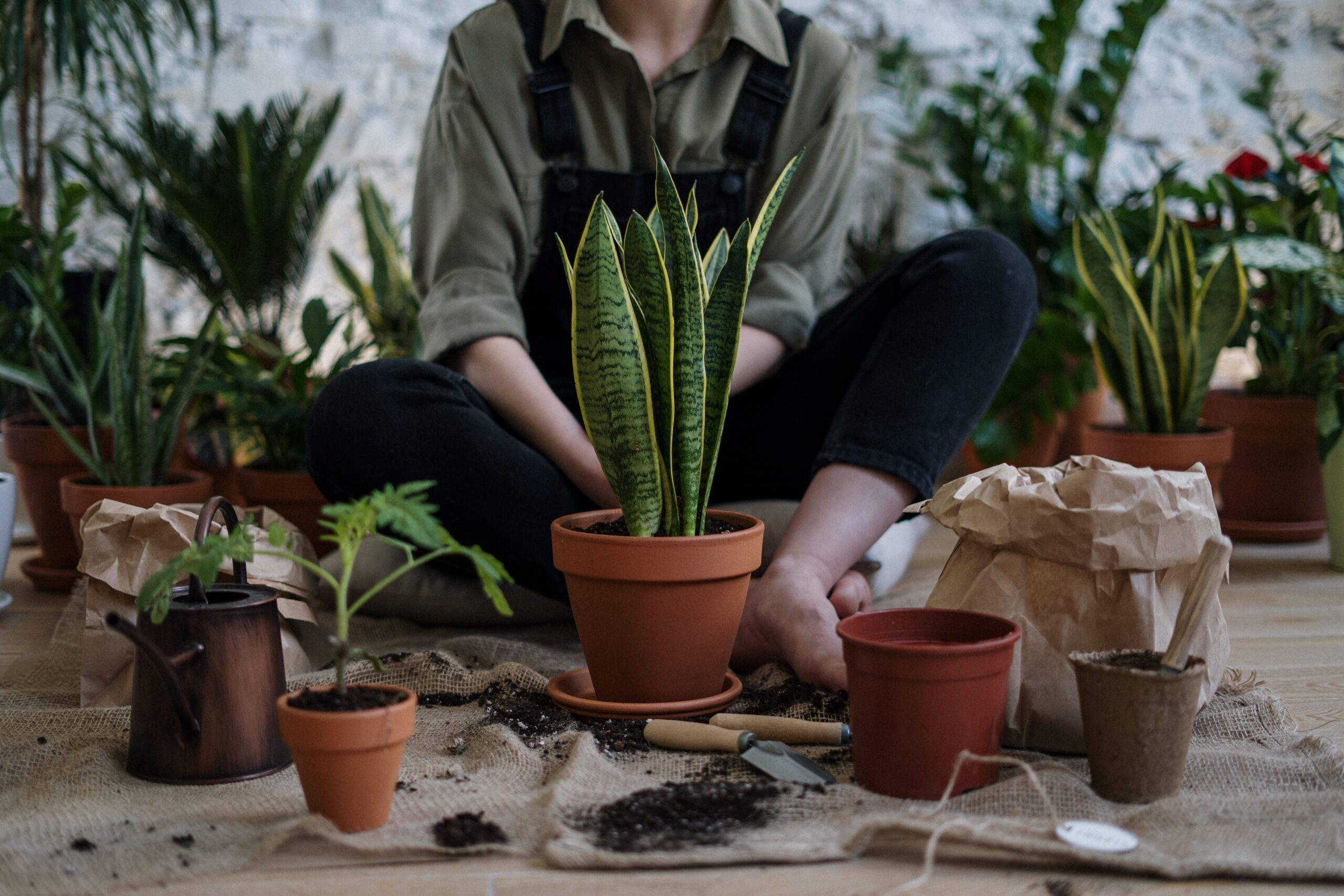 une femme qui rempote ses plantes